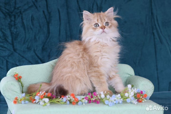 Британские котята золотых шиншилл