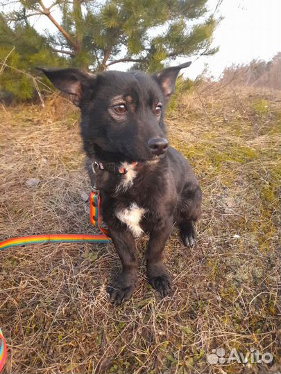 Собака стерилизованная молодая