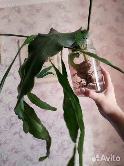 Эпифилум (огромная веточка)