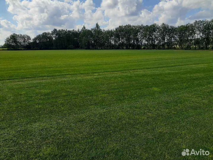 Рулонный газон теневыносливый