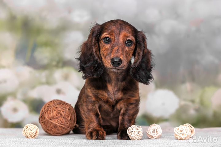 Тигровая такса