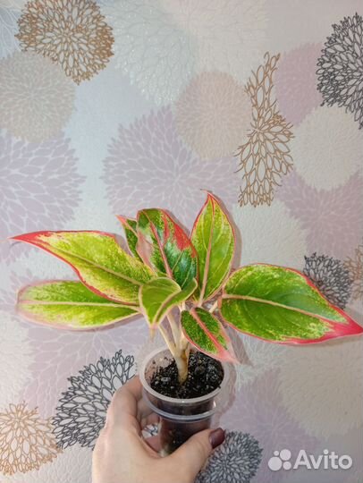 Аглаонема Липстик пинк