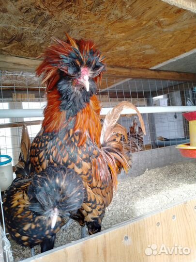 Цыплята, яйцо - падуаны, шелки, брамы