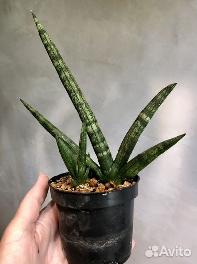 Сансевиерия сортовая тиара