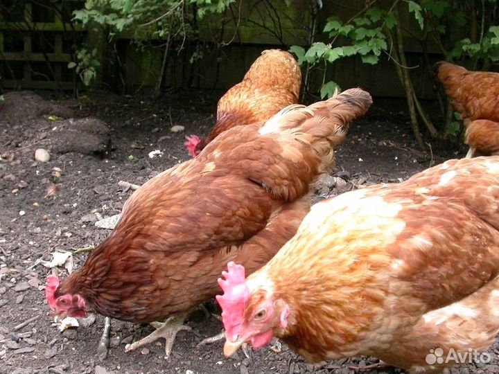 Куры несушки