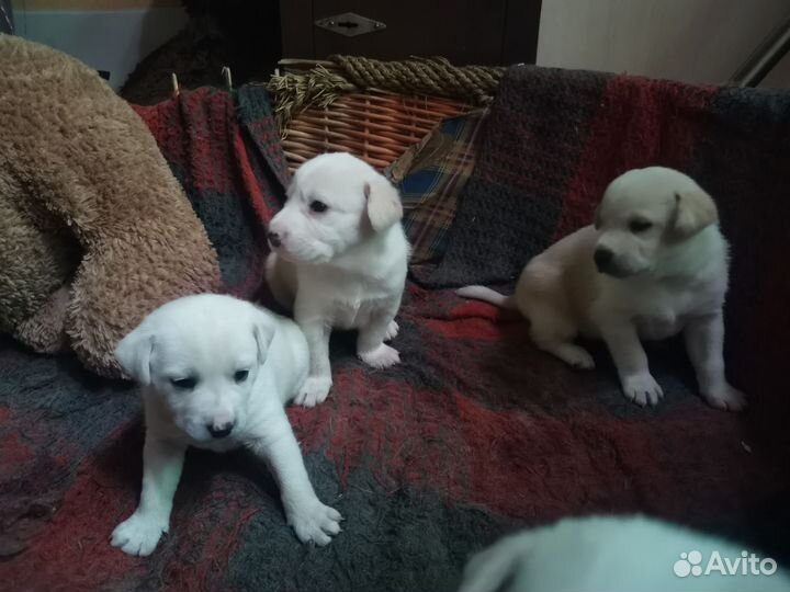 Щенки в добрые руки