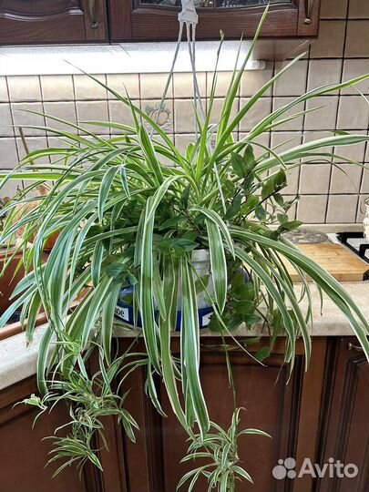 Хлорофитум