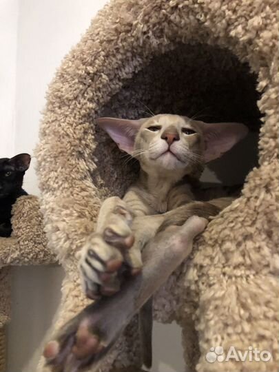 Ориентальный кот вязка