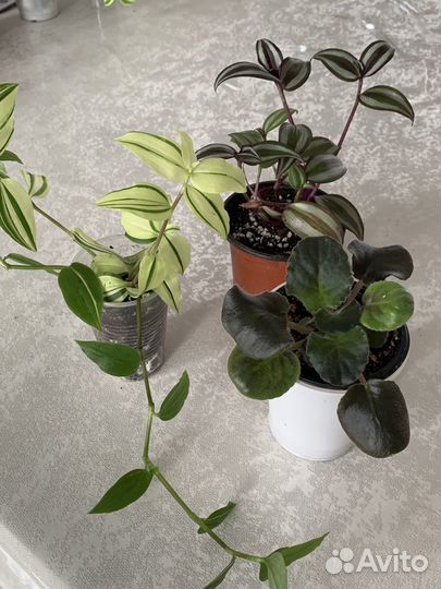 Комнатные цветы традесканция, хлорофитум