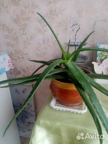 Комнатные цветы алоэ