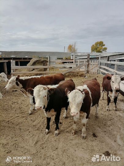 Быки живым весом продать