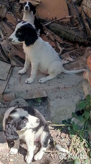 Щенки в добрые руки