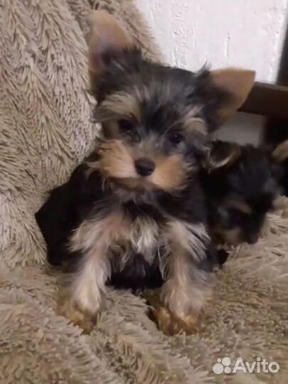 Йоркширский терьер мини девочка