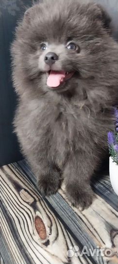 Щенки шпица