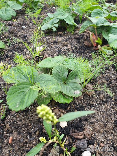 Рассада клубники гигантелла