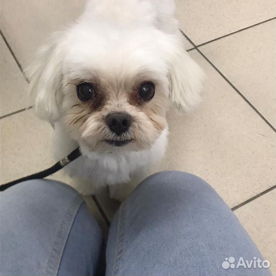 Стрижка собак груминг