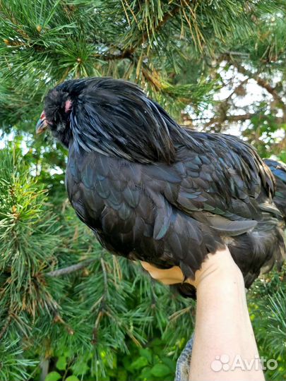 Петушок Амераукана