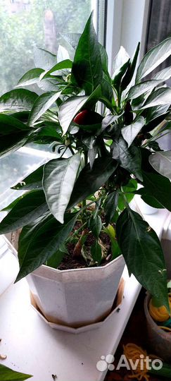 Перец комнатный острый. Есть семена