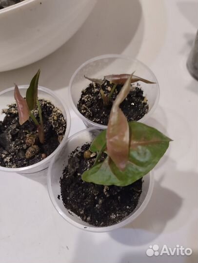 Сингониум(детки),Эпипремнум