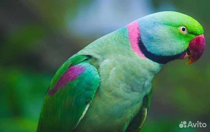 Кольчатый Александрийский попугай