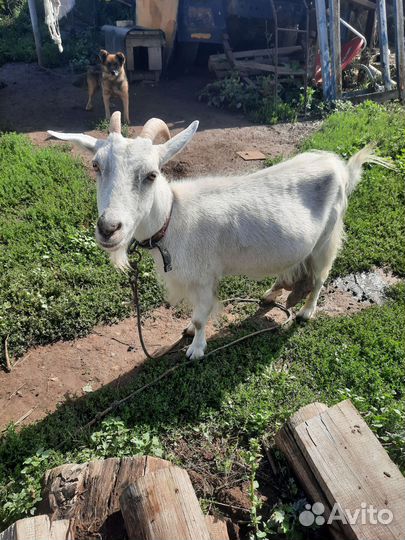 Коза дойная
