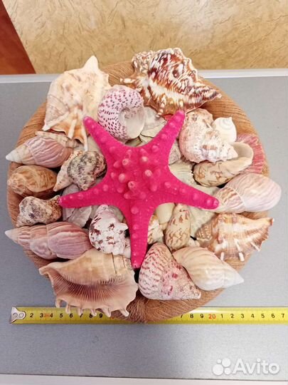 Морские ракушки раковины