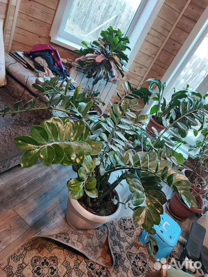 Замиокулькас