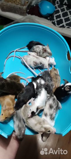 Декоративные мыши