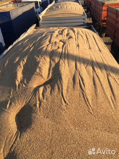 Зерно пшеница