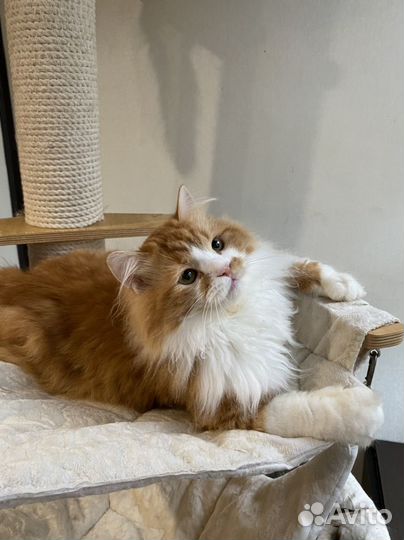 Сибирский котик