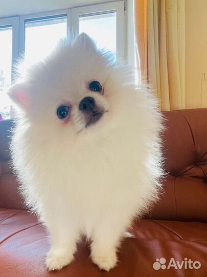 Померанский шпиц белый девочка