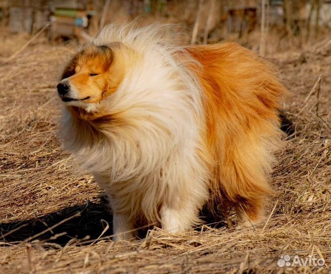 Щенки колли длинношерстного