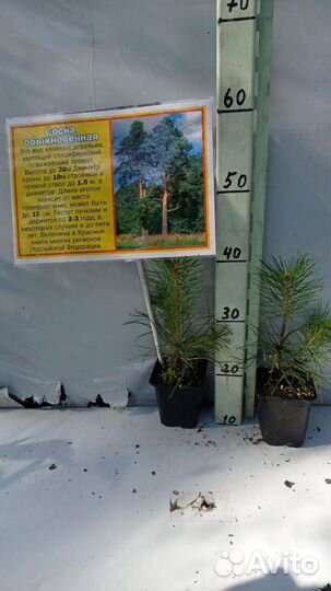 Сосна обыкновенная саженцы