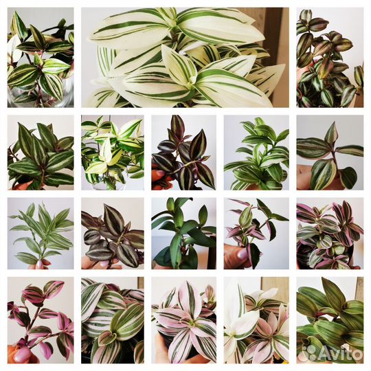 Традесканция