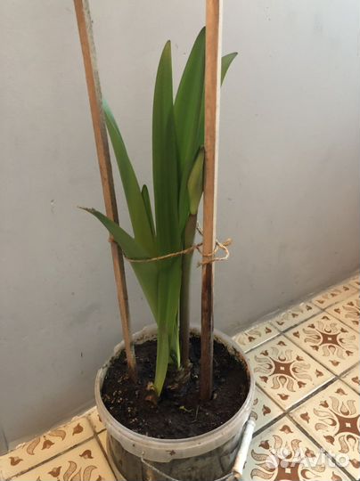 Гиппиаструм крупные цветы