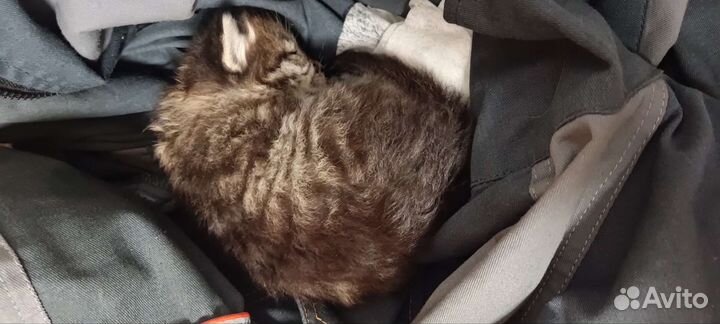 Котёнок