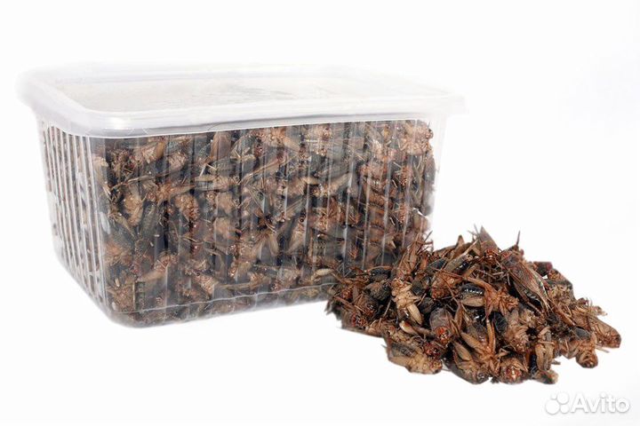 Сверчки Банановые заморозка