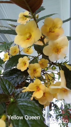 Ахименесы (ризомы)