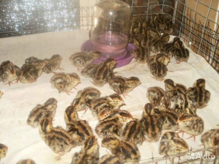 Перепела суточные