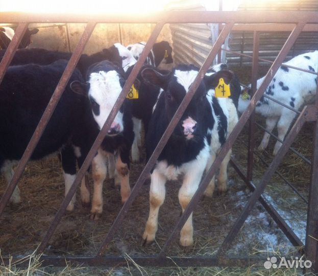 Телята бычки холмогор помесь с абердином