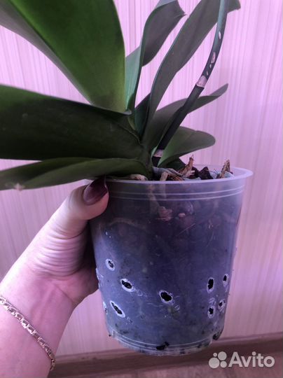 Орхидея фаленопсис