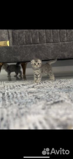 Британские котята