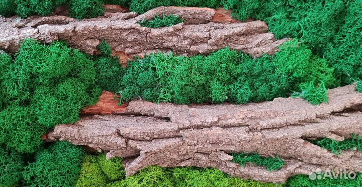 Интерьерная картина Стабилизированный Мох