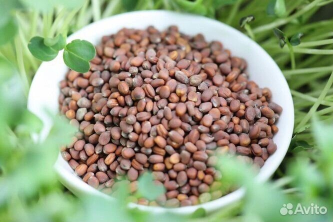 Семена для микрозелени