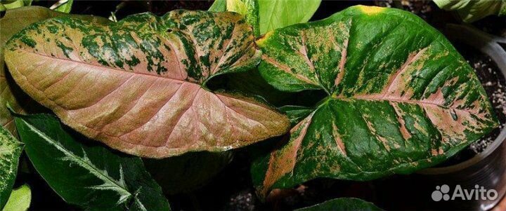 Сингониумкомнатные цветы