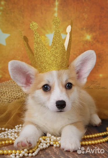 Полностью воспитанная девочка вельш-корги пемброк