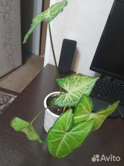 Сингониум батерфляй