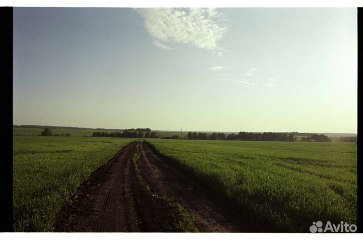 35-мм фотоплёнка Kodak Vision 3 500T/250D