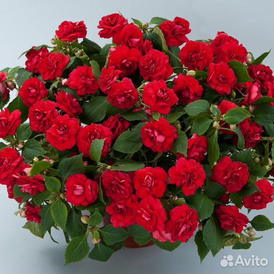 Бальзамины