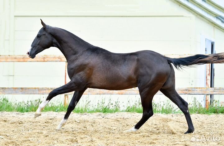 Вороной ахалтекинский жеребец 2020 года
